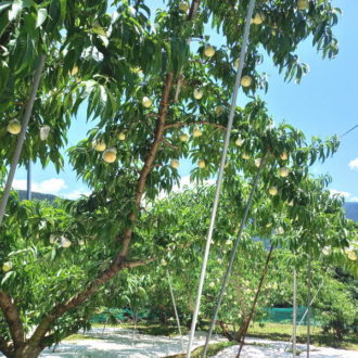 桃の収穫前作業　除袋｜反射シート敷き