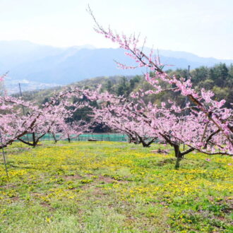 桃の満開と受粉