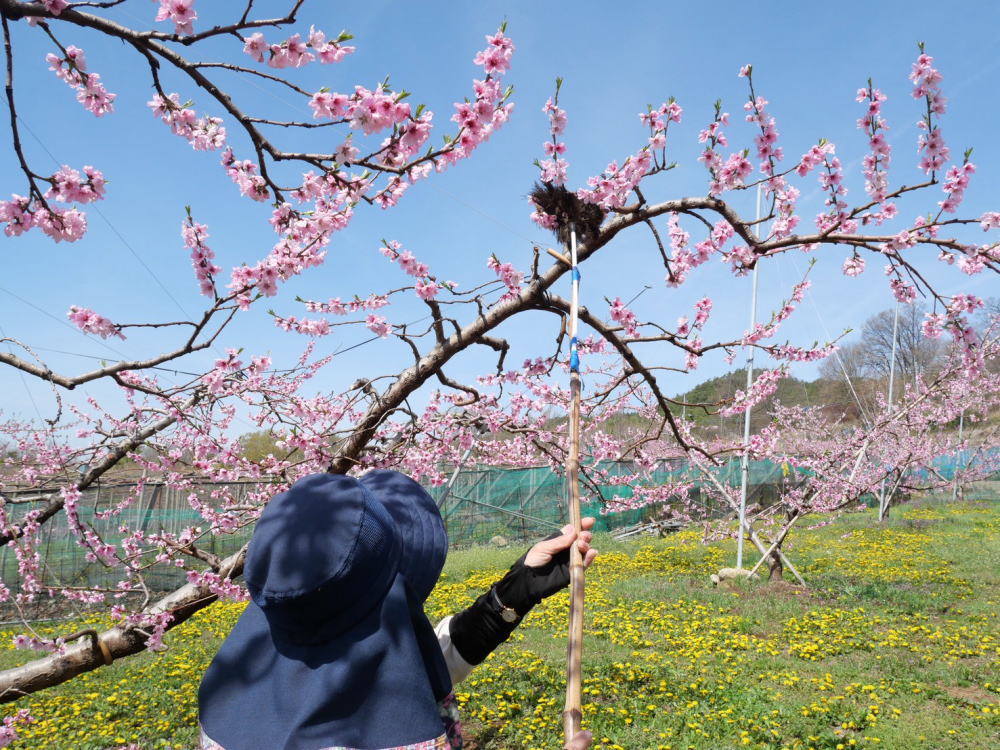 桃の受粉