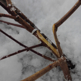 大雪で裂けた桃の幼木の主枝