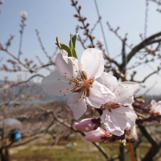 桃の開花,花粉採取